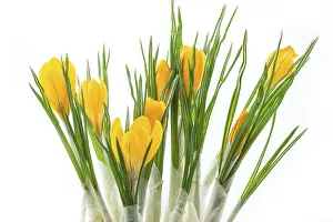 Early Flowering Plant Images Prints: Crocuses on a white background