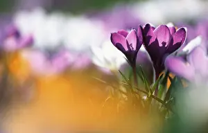 Crocus Flower Prints: Crocusses