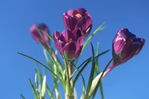 Crocus Flower Prints: Crocusses