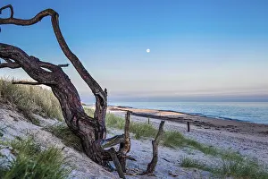 Morning Light Coastal Scene Prints: Crooked tree grows on the beach