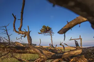 Deserted Coastal Scene Prints: Crooked tree grows on the beach