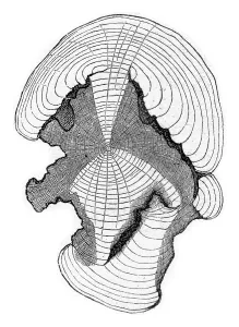 Oldest Vintage Styled Artwork Prints: Cross-section at the stem shown in fig