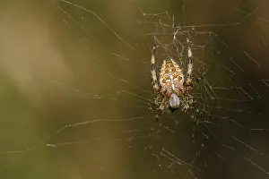 Wild Arachnid Photography Prints: Cross spider sitting in their network