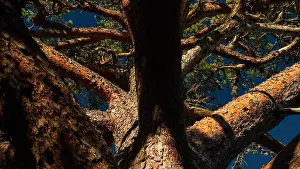 Aland Islands Landscape Prints: Crown of a mighty old pine tree