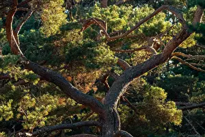 Aland Islands Landscape Prints: Crown of a mighty old pine tree