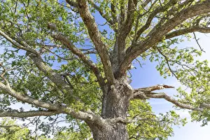 Deciduous Tree Landscape Photography Prints: Crown of an old oak tree (quercus)