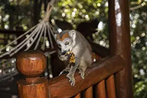 Prints of Crowned lemur Eulemur Coronatus, endemic animal from Madagascar. Palmarium park hotel. selective focus cute funny gray animal with red pattern on head Crowned Lemur Prints: Crowned Lemur Print - Endemic Madagascar Animal
