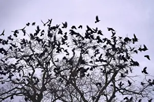 Corvids In Natural Environment Prints: Crows on a tree, winter, Germany