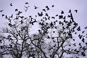 Wildlife Photography Germany Winter Prints: Crows on a tree, winter, Germany