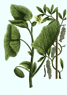 Historical Fruit Illustrations Prints: Cubeba, Cubeb pepper, Piper cubeba