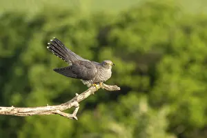 Balkan Wildlife Photography Prints: Cuckoo (Cuculus canarus), bird