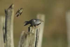 Prints of Cuckoo, Cuculus canorus, sits on a stake and is attacked by a meadow pieper, Burbach North Rhine-Westphalia Common Cuckoo Prints: Cuckoo Attacked by Meadow Pipit Print