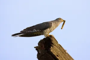 Wild Animal Hunting Prints: Cuckoo with prey