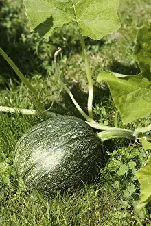 Prints of Cucurbita (Cucurbita) Essen Prints: Cucurbita Print - Cucumber Gourd Species