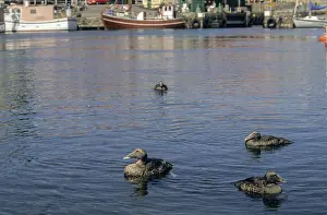 Prints of Cuddy's duck, eider, eider duck, somateria mollissima, anatidae, birds, common eider, ducks, eclipse plumage, ducks, duck birds, female, resting dress, birds, waterbirds, waterbirds Common Eider Prints: Common Eider Print, Female in Resting Dress