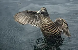Prints of Cuddy's duck, eider, eider duck, somateria mollissima, anatidae, birds, common eider, ducks, eclipse plumage, ducks, duck birds, female, resting dress, birds, waterbirds, waterbirds Common Eider Prints: Print of Female Common Eider in Resting Dress