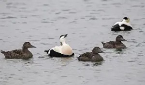 Prints of Cuddy's duck, eider, eider duck, Norway, somateria mollissima, varanger, anatidae, courtship behavior, birds, common eider, courtship display, ducks, ducks, duck birds, female, male, birds Common Eider Prints: Cuddy's Duck Print - Somateria mollissima, Varanger, Norway