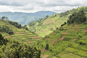 Deserted Farm Field Prints: Cultivated fields on slopes, Uganda