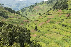 Hilly Agricultural Landscape Prints: Cultivated fields on slopes, Uganda