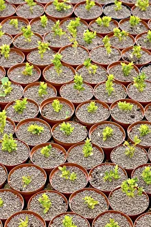 Daytime Plant Life Photos Prints: Cultivation of plants