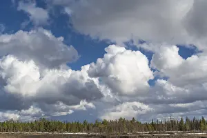 UNESCO World Heritage Site Lapland Prints: Cumulus clouds over forest area