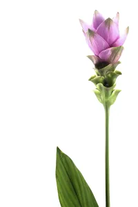 Pink Rose Blossom Prints: Curcuma