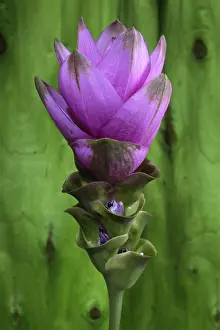 Studio Still Life Prints: Curcuma