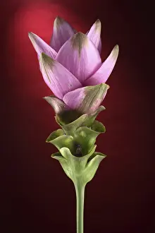 Red Blossom Close Up Prints: Curcuma
