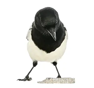 Studio Shot Of A Magpie Prints: Curious Common Magpie facing, looking at the camera