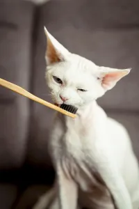 Prints of A curious devon rex cat interacts with a bamboo toothbrush, exploring it with its mouth. The background features a soft brown surface, highlighting the cat unique features Devon Rex Prints: Devon Rex Cat with Bamboo Toothbrush Print