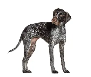 Curious Dog Prints: Curious german shorthaired pointer standing and looking back over shoulder