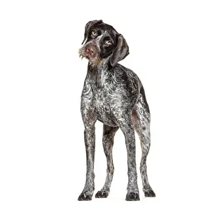 Friendly Facial Expression Prints: Curious german shorthaired pointer tilting its head with a questioning expression