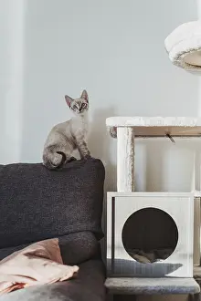 Cute Fluffy Kittens Prints: A curious kitten perches on a sofa next to a cat tree