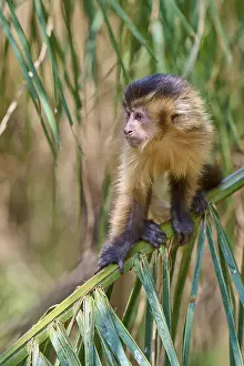 South American Animals Prints: A curious looking capuchin monkey sits relaxed on a tree trunk