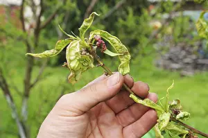 Deciduous Tree Nutrition Prints: Curl disease, Leaf curl 04