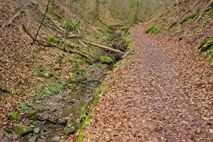 Southern Germany Nature Walks Prints: A curved forest path along a small stream
