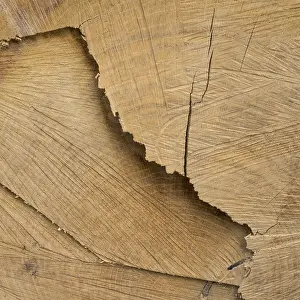 Deserted Tree Landscape Prints: Cut surface on a tree trunk with pattern
