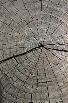 No People Background Image Prints: Cut tree stump surface as a background texture