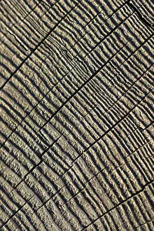 Deserted Landscape Photo Prints: Cut tree stump surface as a background texture