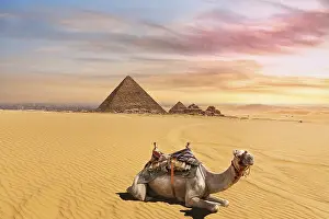 Related Prints: Menkaure Pyramid Print featuring a Cute Camel