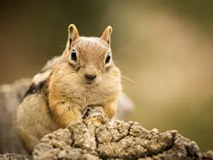 North American Wildlife Prints: Cute tame and friendly chipmunk posing for camera with a quizzical expression