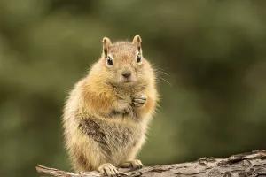 Prints of Cute tame and friendly chipmunk posing for camera with a quizzical expression Chipmunk Prints: Cute Chipmunk Print - Quizzical Expression