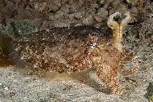 Cuttlefish Prints: A Cuttlefish in Detail Print, Atlantic Ocean