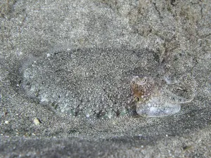 Cuttlefish Prints: Cuttlefish with Grey Pattern Print, Tenerife, Spain