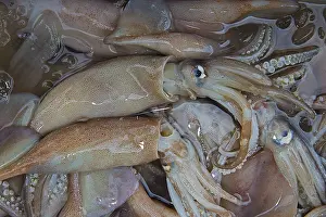 Cuttlefish and Squid Print, Chiang Mai, Thailand