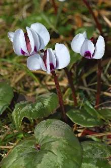 Springtime Nature Photography Prints: Cyclamen