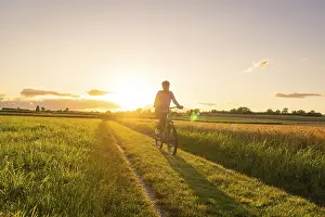 Agricultural Crops Europe Prints: A cyclist rides on a path in the middle of wheat fields at sunset