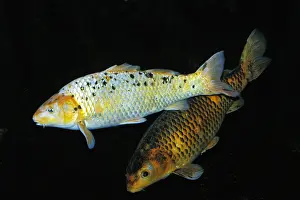 Cyprinus Carpio Prints: Cyprinus carpio