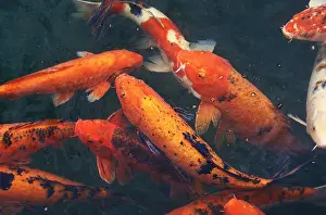 Cyprinus Carpio Prints: Cyprinus carpio