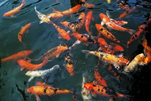 Cyprinus Carpio Prints: Cyprinus carpio